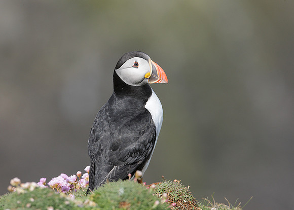 Puffin Fratercula arctica