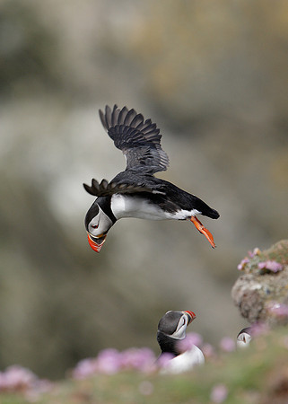 Puffin Fratercula arctica