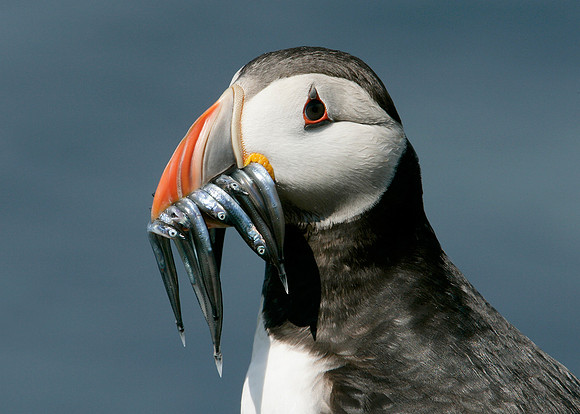 Puffin Fratercula arctica