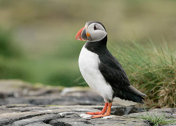 Puffin Fratercula arctica