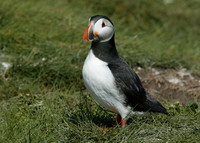 Puffin Fratercula arctica