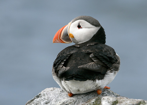 Puffin Fratercula arctica