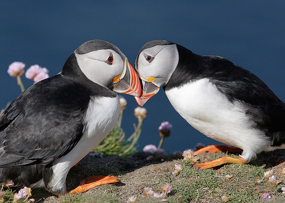 Puffin Fratercula arctica