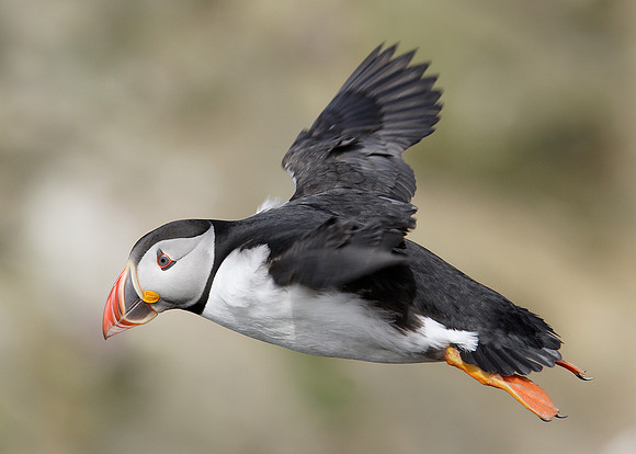 Puffin Fratercula arctica