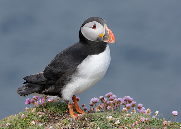 Puffin Fratercula arctica