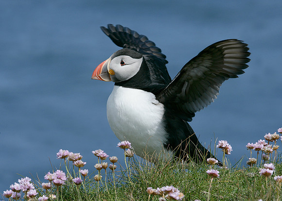 Puffin Fratercula arctica