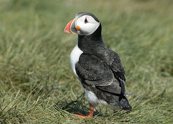 Puffin Fratercula arctica