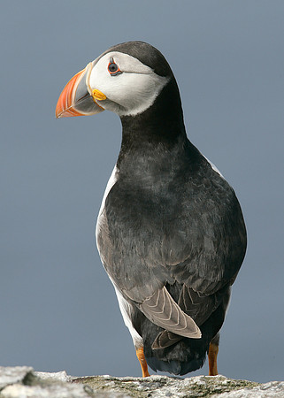 Puffin Fratercula arctica