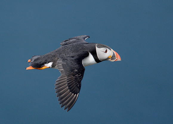 Puffin Fratercula arctica