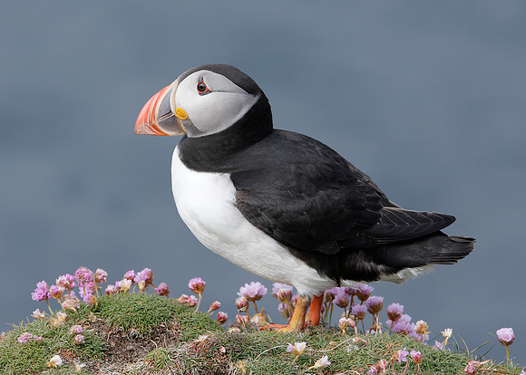 Puffin Fratercula arctica