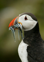 Puffin Fratercula arctica