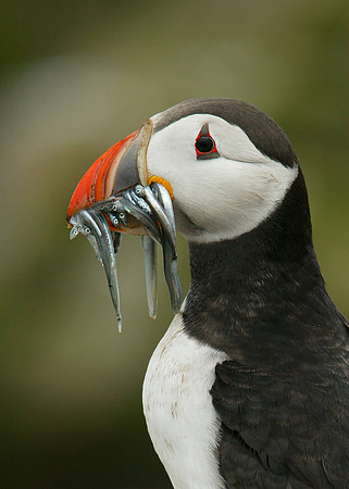 Puffin Fratercula arctica