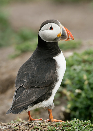 Puffin Fratercula arctica