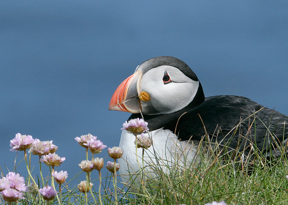 Puffin Fratercula arctica