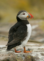 Puffin Fratercula arctica