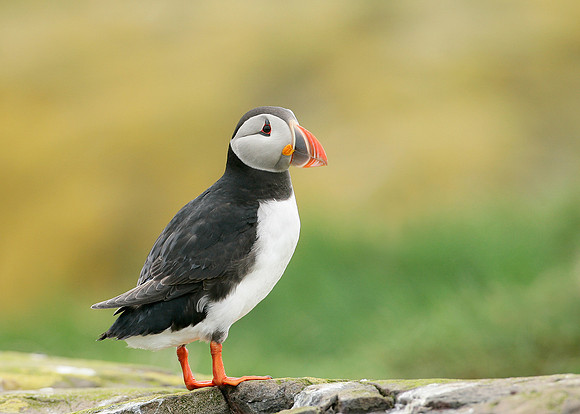 Puffin Fratercula arctica