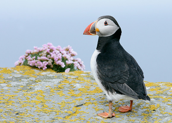 Puffin Fratercula arctica