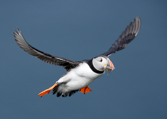 Puffin Fratercula arctica