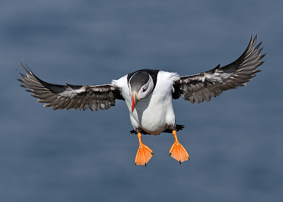 Puffin Fratercula arctica