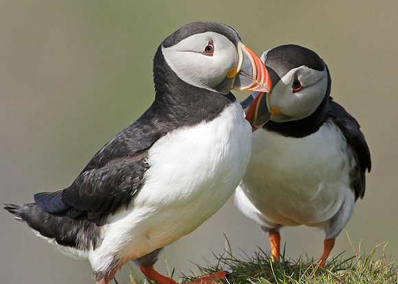 Puffin Fratercula arctica