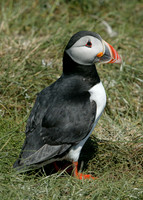 Puffin Fratercula arctica