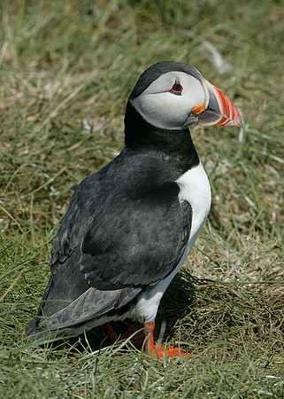 Puffin Fratercula arctica