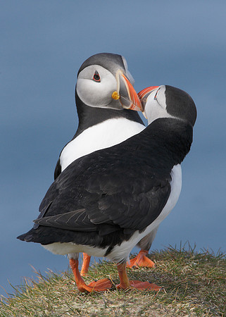 Puffin Fratercula arctica