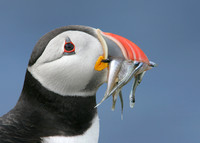 Puffin Fratercula arctica