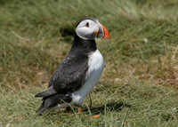 Puffin Fratercula arctica