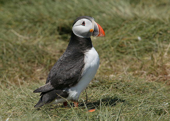 Puffin Fratercula arctica