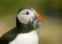 Puffin Fratercula arctica