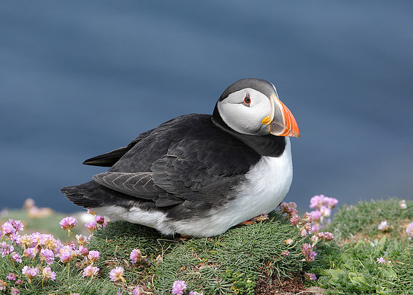 Puffin Fratercula arctica