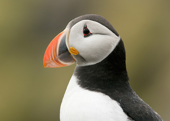 Puffin Fratercula arctica