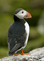 Puffin Fratercula arctica