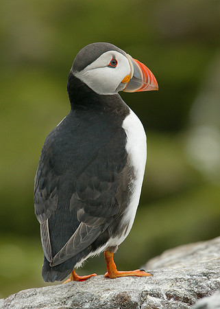 Puffin Fratercula arctica