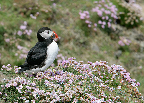 Puffin Fratercula arctica