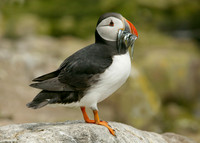 Puffin Fratercula arctica