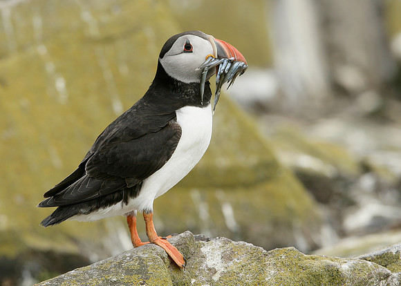 Puffin Fratercula arctica