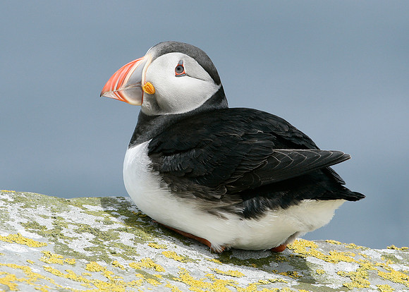 Puffin Fratercula arctica
