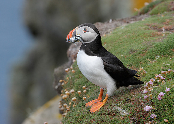 Puffin Fratercula arctica
