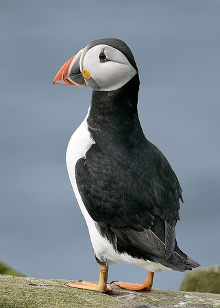 Puffin Fratercula arctica