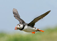 Puffin Fratercula arctica