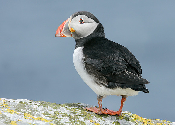 Puffin Fratercula arctica
