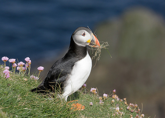Puffin Fratercula arctica