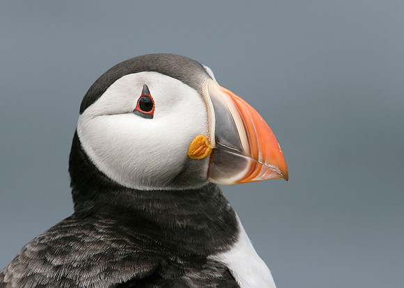 Puffin Fratercula arctica