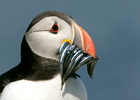 Auks to Cuckoos