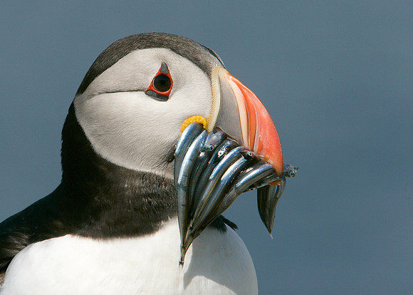 Puffin Fratercula arctica