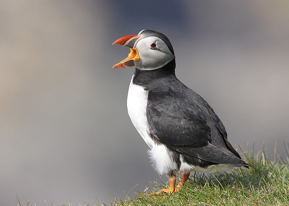 Puffin Fratercula arctica