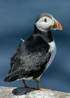 Puffin Fratercula arctica