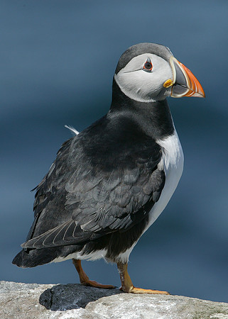 Puffin Fratercula arctica